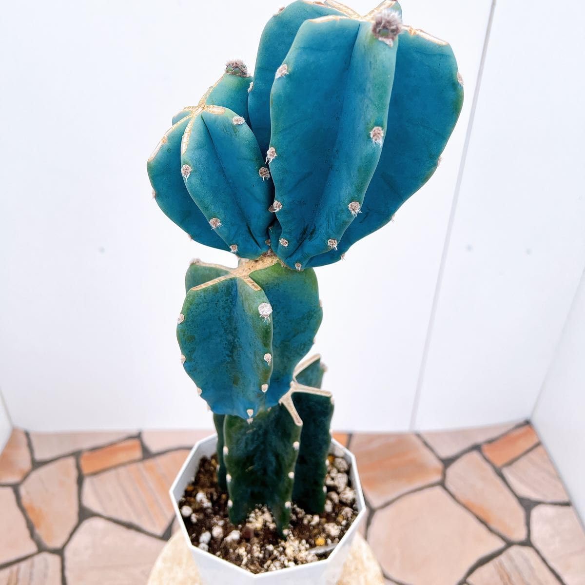 柱サボテン ブランチ 11 M109887891最 安値 価格